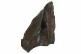 Triceratops Shed Tooth - Montana #98373-1